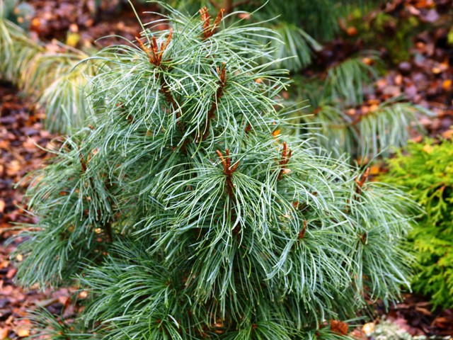 Pinus pumila 'Compacta'