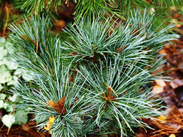 Pinus pumila 'Elektra'
