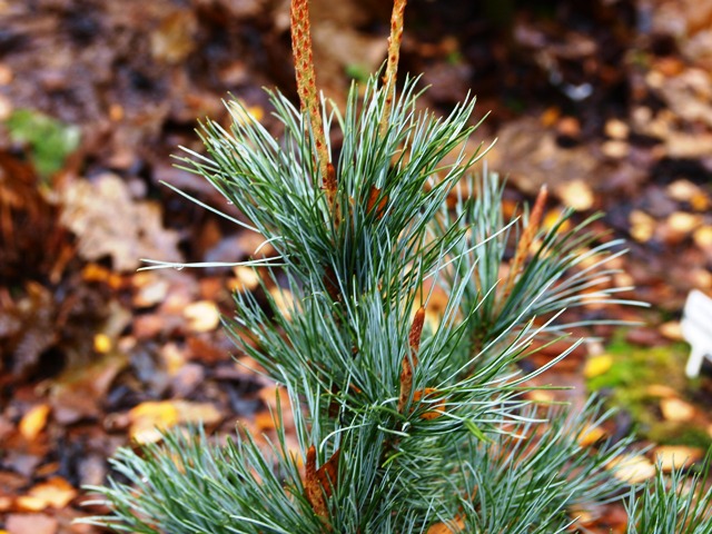 Pinus pumila 'Glauca Stöckmann'