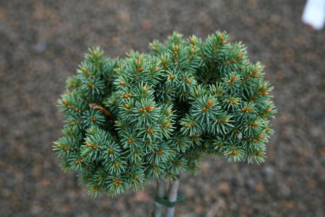 Picea pungens 'Globe'