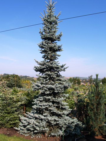 Picea pungens 'Hoopsii'