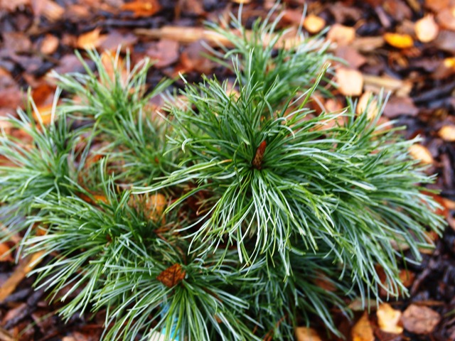 Pinus pumila 'Rogów'