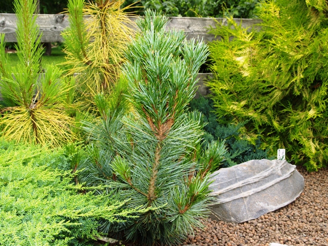 Pinus pumila 'Säntis'