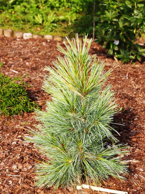 Pinus x schwerinii 'Wiethorst'