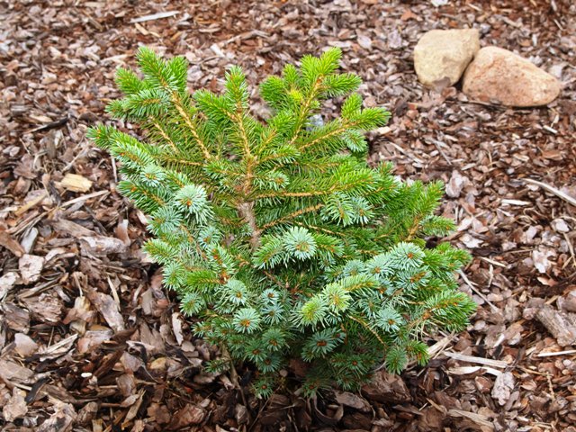 Picea sitchensis 'Wiejse'