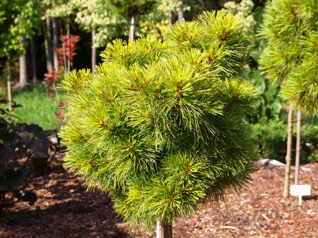 Pinus strobus 'Greg'