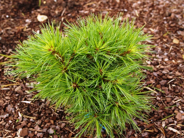 Pinus strobus 'Northway Broom'