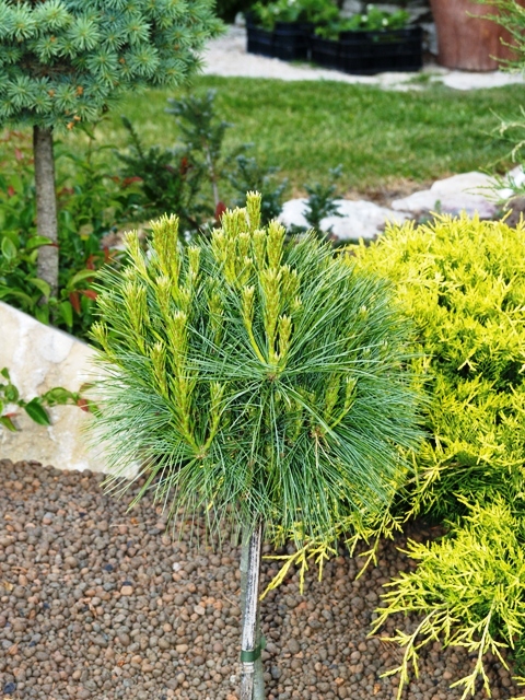 Pinus strobus 'Ontario'