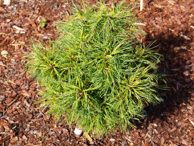 Pinus strobus 'Tiny Curls'
