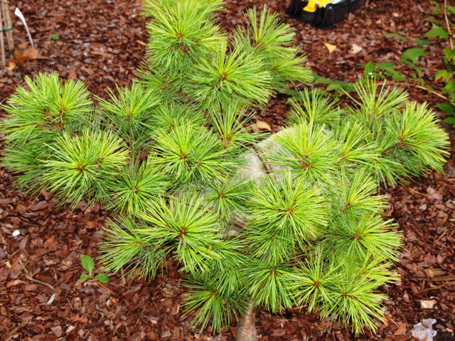 Pinus strobiformis 'Prostrate'