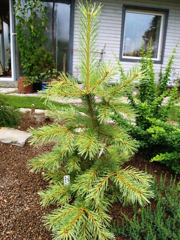 Pinus sylvestris 'Aurea Nisbet'