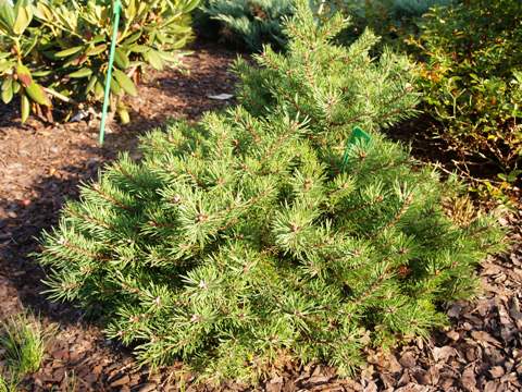 Pinus sylvestris 'Little Brany'