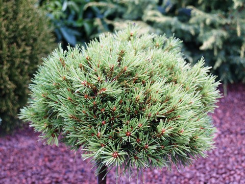 Pinus sylvestris 'Pixie'