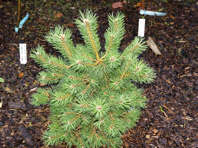 Pinus sylvestris 'Punica'