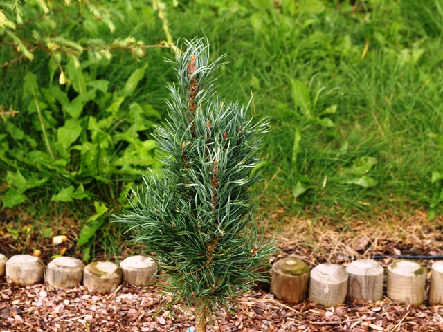 Pinus sylvestris 'Spaan's Slow Column'