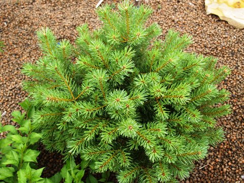 Pinus sylvestris 'Wenstrobit'