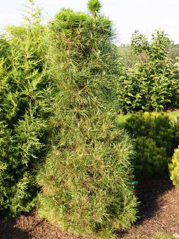 Pinus sylvestris 'Xavery'
