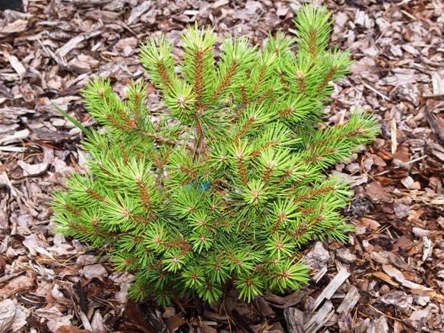 Pinus sylvestris 'Yola'