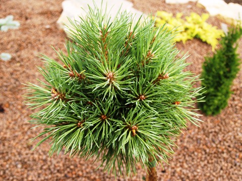 Pinus sylvestris 'Juto'