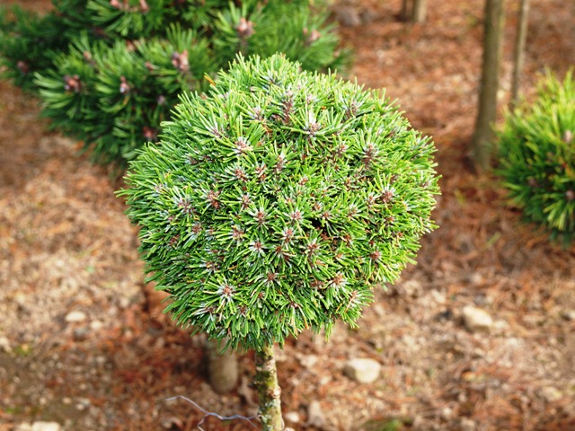 Pinus mugo 'Franz'