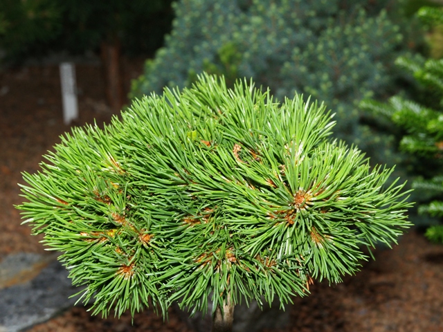 Pinus mugo 'Glüss HB'