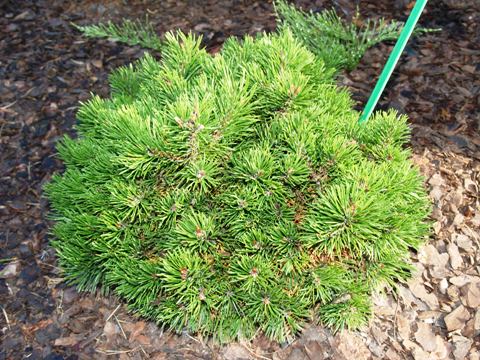 Pinus mugo 'Grüne Welle'
