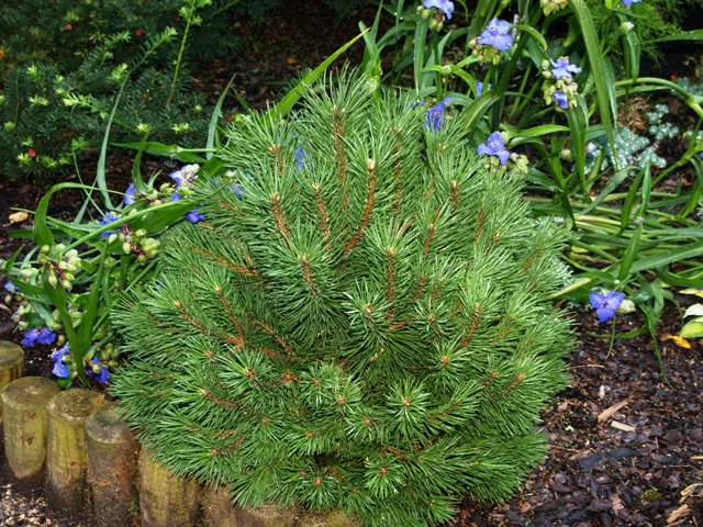 Pinus mugo 'Hnizdo'