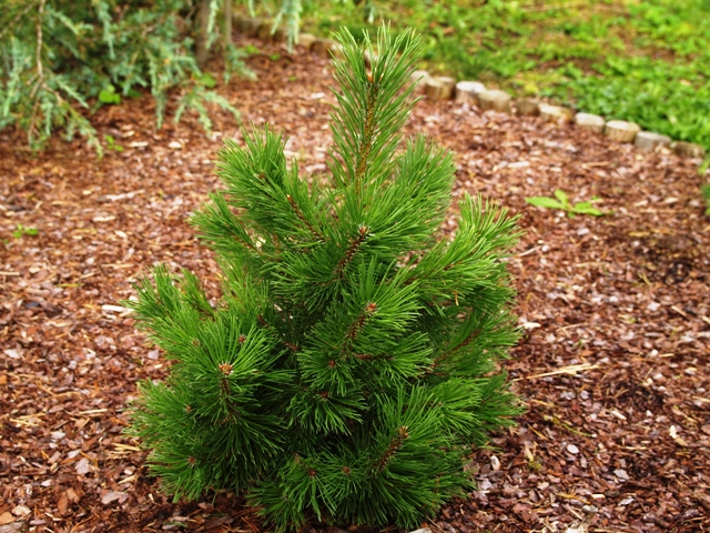 Pinus mugo 'Korbal'