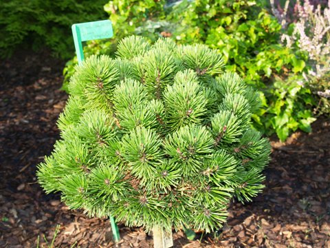 Pinus mugo 'Nana Compacta'