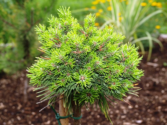 Pinus mugo 'Pepik'