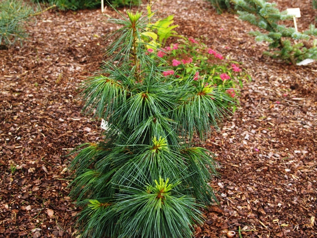 Pinus wallichiana 'Nana'