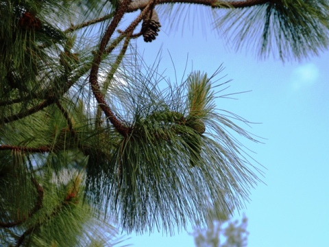 Pinus engelmannii 
