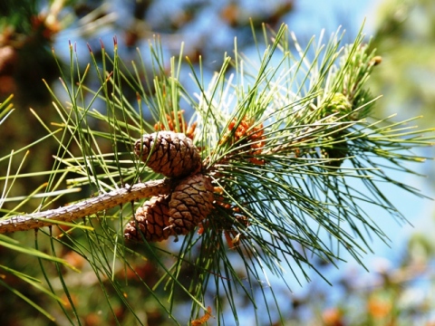 Pinus hwangshanensis 