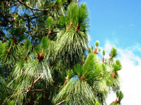 Pinus kesiya 