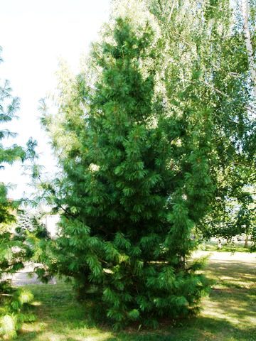Pinus koraiensis 