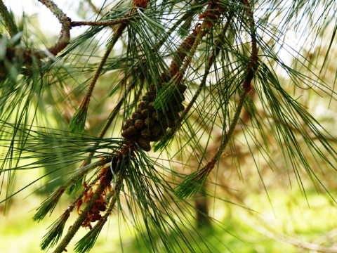 Pinus massoniana 