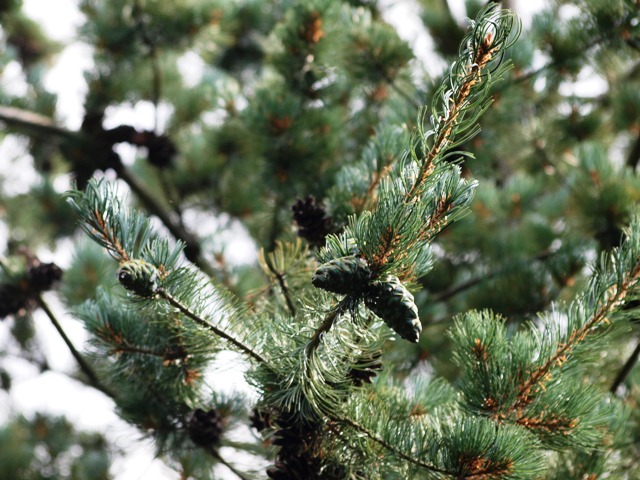 Pinus parviflora 