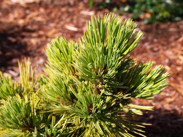 Pinus strobiformis 'Loma Linda'
