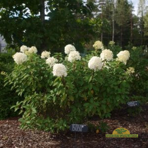 aedhortensia