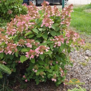 aedhortensia