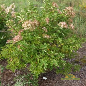 aedhortensia