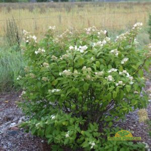 aedhortensia
