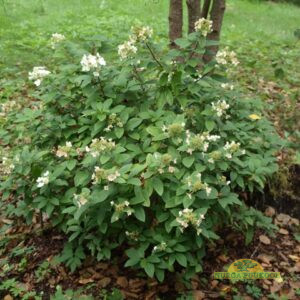 aedhortensia