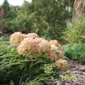 aedhortensia