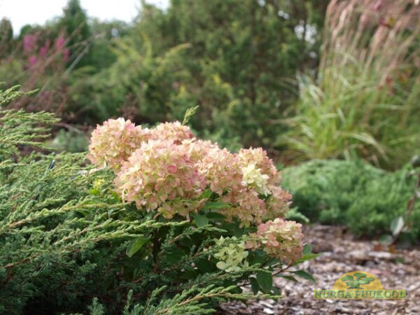 aedhortensia