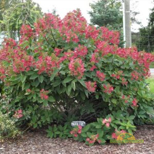 aedhortensia