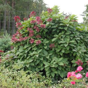 aedhortensia
