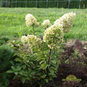 aedhortensia
