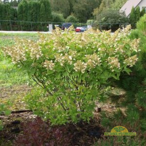 aedhortensia