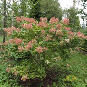 aedhortensia